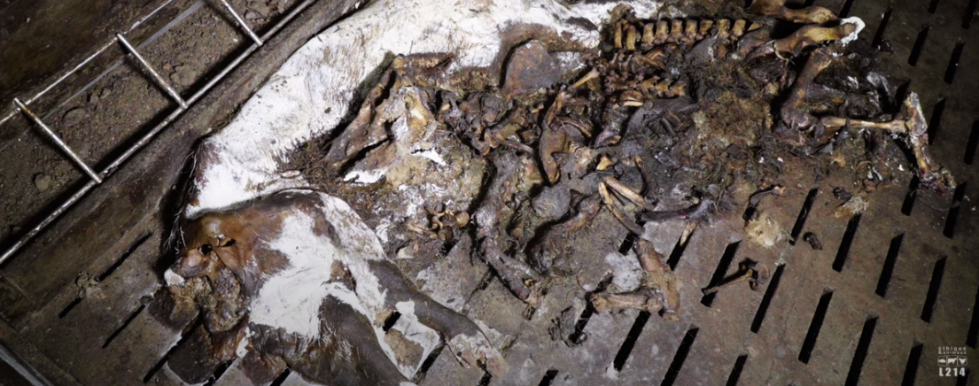 VIDEO. Des images "insoutenables" de cochons en putréfaction dans un élevage des Côte d'Armor diffusées par L214