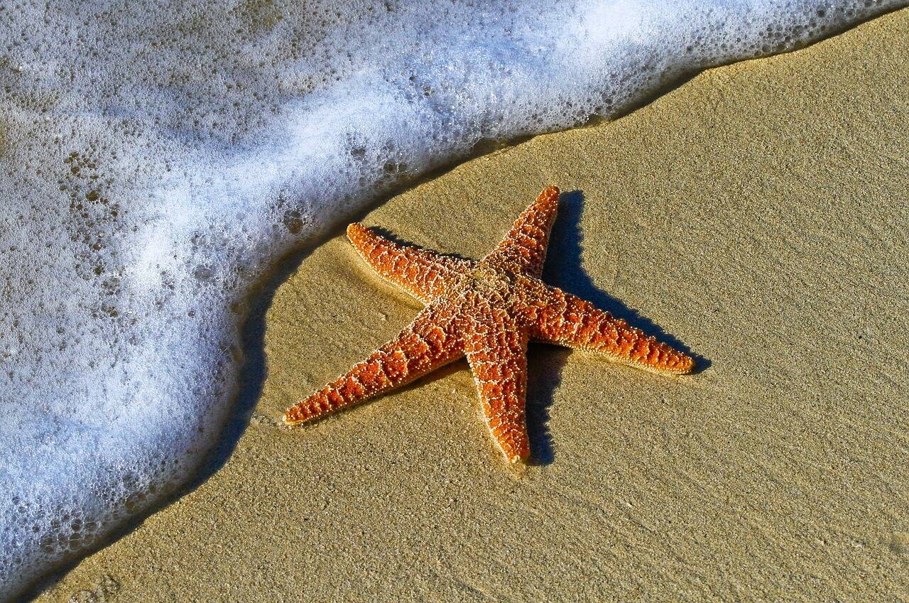 Plusieurs centaines d'étoiles de mer échouées sur des plages en Bretagne -  Nice-Matin