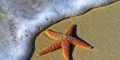 Plusieurs centaines d'étoiles de mer échouées sur des plages en Bretagne