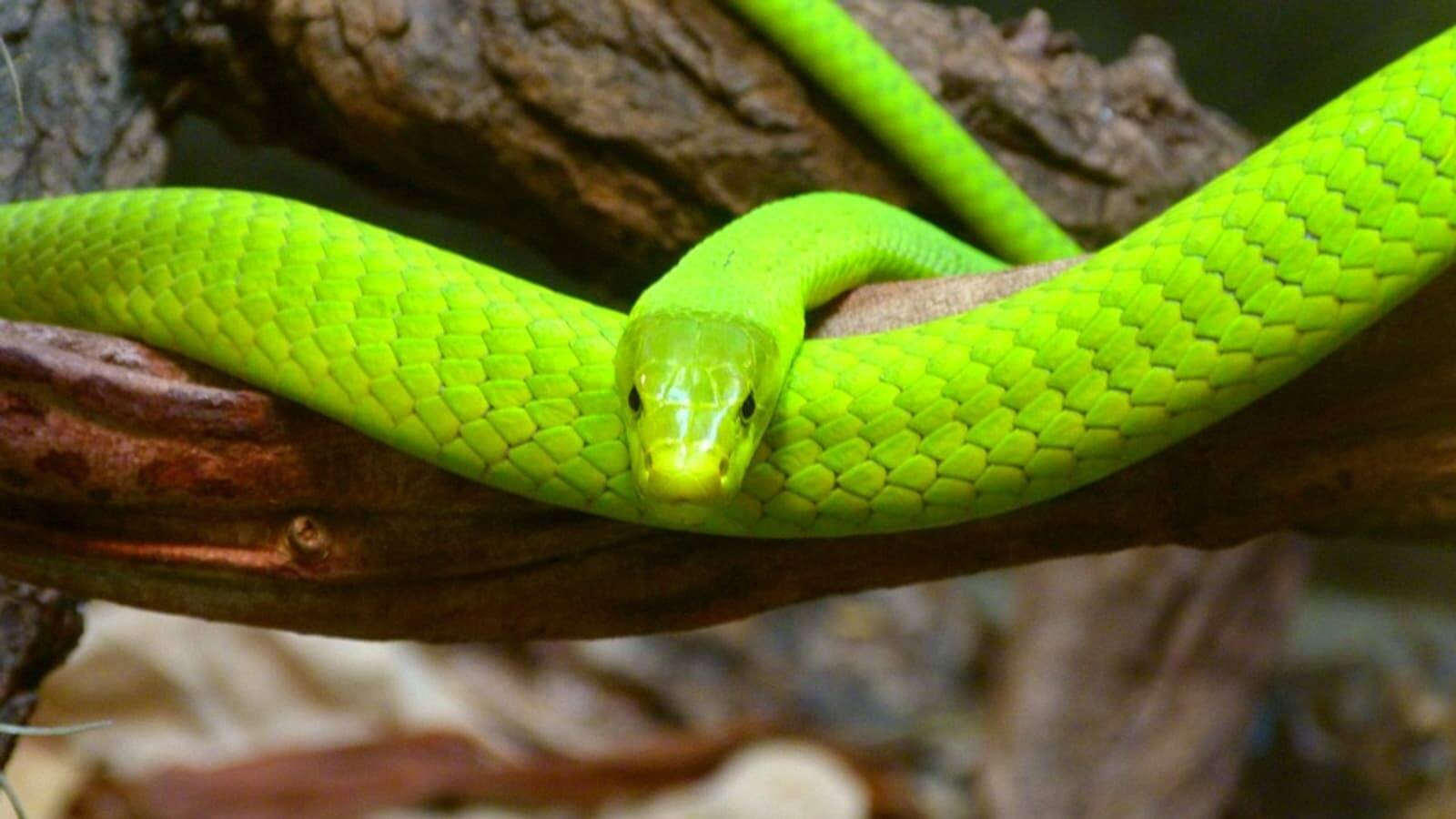 Un mamba vert "extrêmement venimeux" en fuite dans une ville des Pays-Bas