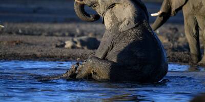 Ouverture de la chasse à l'éléphant au Botswana, 