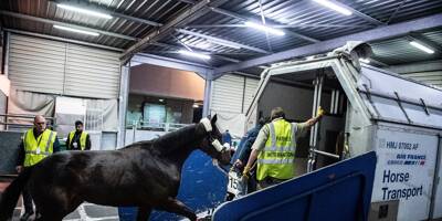 Un avion-cargo transportant un cheval forcé de faire demi-tour: l'animal s'était échappé de son box