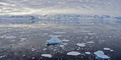 De mystérieuses créatures découvertes sous 900 mètres de glace en Antarctique