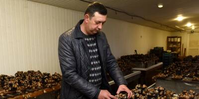 Nouveau dommage collatéral de la guerre en Ukraine... les importations d'escargots vers la France