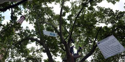 Manuel pour défendre un arbre à hauteur de citoyens