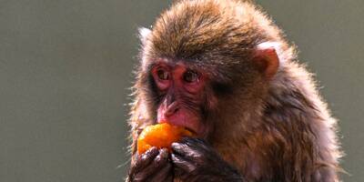 Une série d'attaques de macaques terrifie une ville japonaise