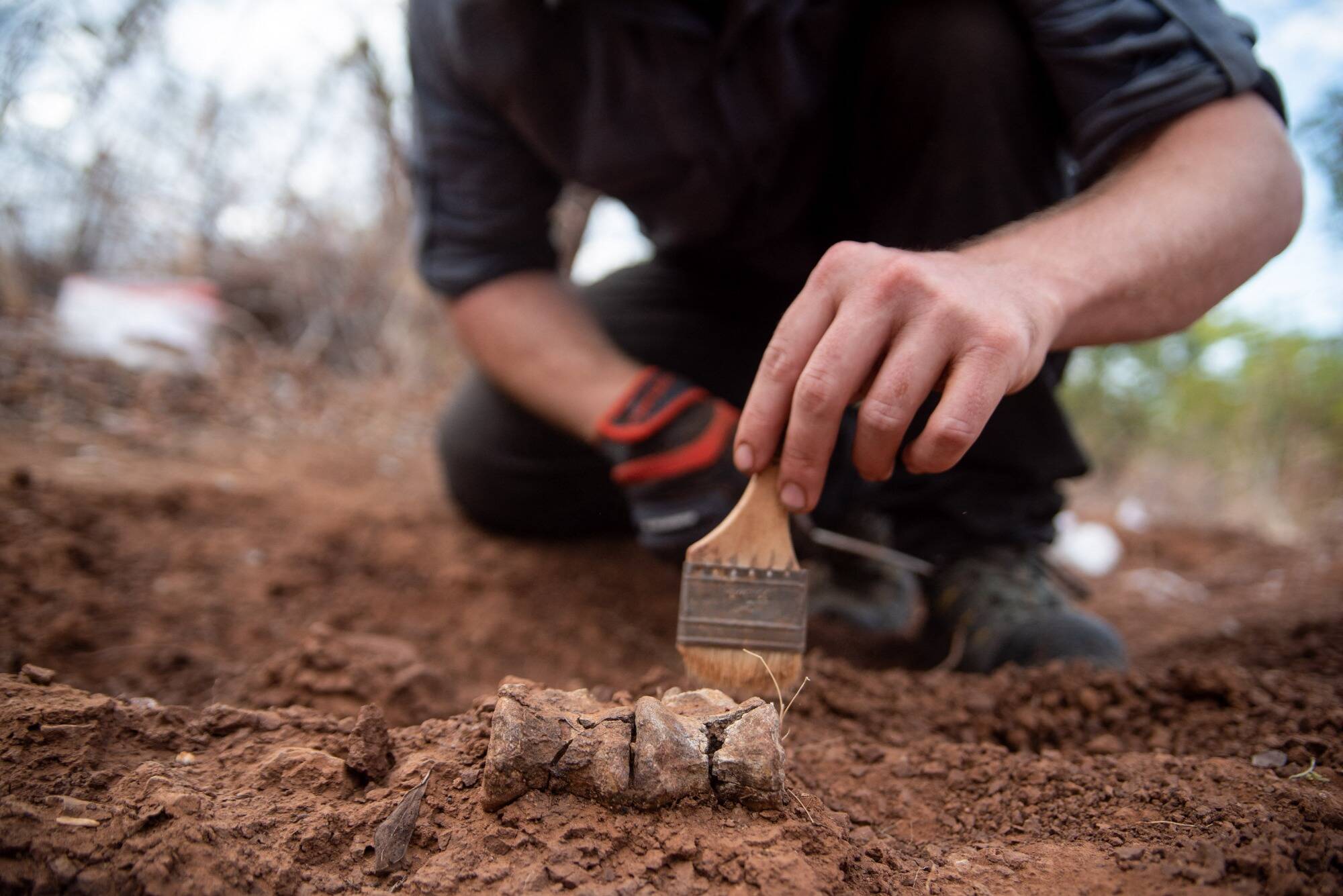 Au Zimbabwe, des scientifiques découvrent "Mbiresaurus raathi", le plus