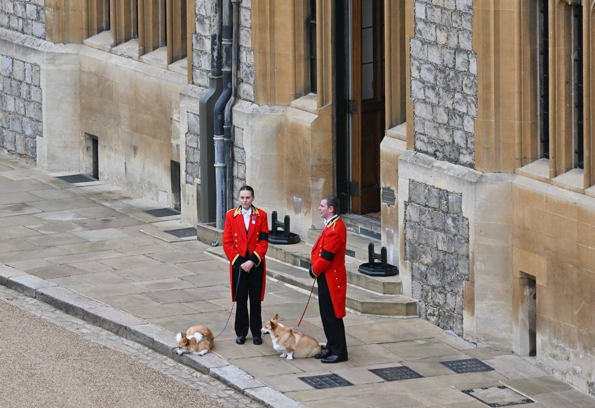 Après la mort d'Elizabeth II, le prix des corgis atteint des records
