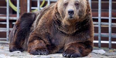 Mark, l'ours brun en route vers la liberté après 20 ans de captivité
