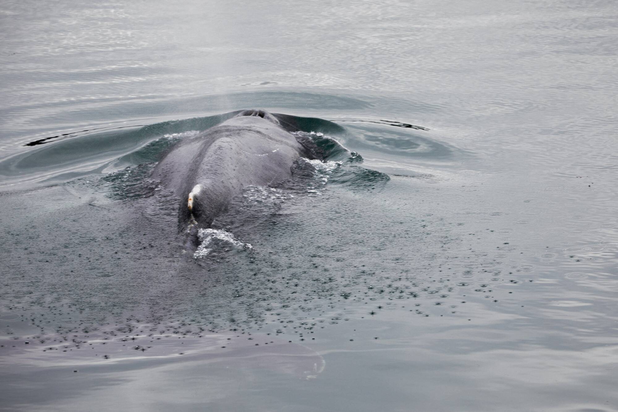 Une baleine à bosse libérée du port de Sydney après 22 heures coincée dans des filets de pêche
