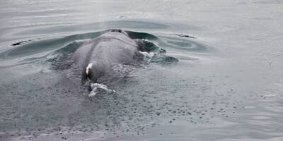 La baleine coincée dans la Rance à Saint-Malo est libérée, elle fait route vers le large