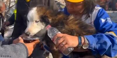Séisme en Turquie: le chien Aleks miraculé après avoir passé 23 jours dans les ruines