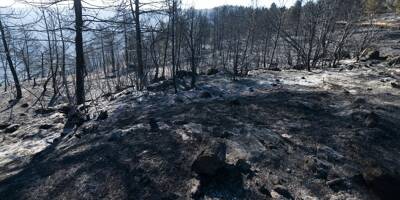 Premier feu de forêt majeur de la saison en Espagne, 1.500 personnes évacuées