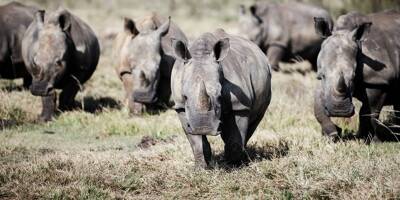 Après 30 ans de lutte contre le braconnage, il met aux enchères le plus grand élevage au monde de rhinocéros