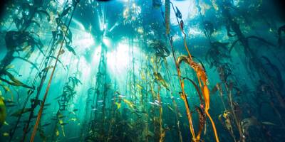 La Patagonie sous-marine, la plus vaste de la planète et l'autre poumon vert à protéger