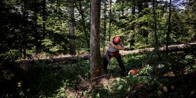 Face au réchauffement climatique et au risque pour les arbres, ce massif forestier tente de trouver des solutions