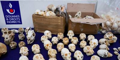 Trafic d'espèces protégées: la douane remet 392 crânes de primates au Muséum d'histoire naturelle d'Aix-en-Provence