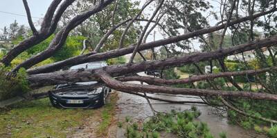 Tempête Ciaran: 5 morts en Europe à cause de chutes d'arbre