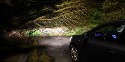 Ce que l'on sait sur la mort d'un homme après la chute d'un arbre causée par la tempête Ciaran
