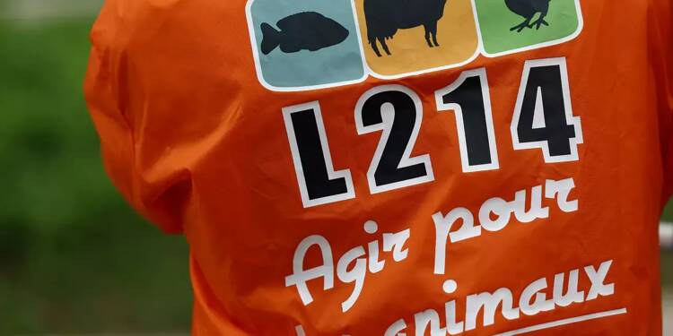 Porcelets claqués au sol, laissés agonisants, mutilés: une enquête ouverte contre un élevage porcin des Côtes d'Armor