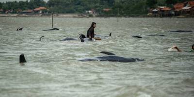 Pourquoi une cinquantaine de dauphins-pilotes se sont subitement échoués sur une plage d'Indonésie