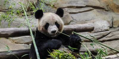 Yuan Meng, le premier panda né en France au ZooParc de Beauval, sera transféré en Chine en juillet