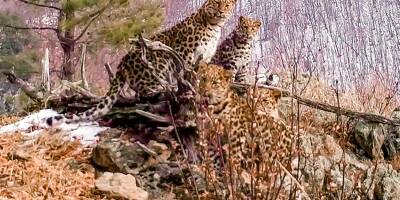 L'espèce a quasiment disparu, une femelle léopard de l'Amour et ses petits photographiés en Russie