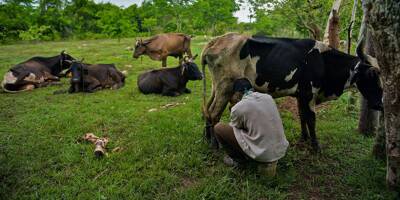 Cuba autorise pour la première fois les éleveurs à vendre de la viande