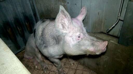 "Ils coupent les queues à vif et font les castrations à vif": un nouveau témoignage choc d'un ancien employé d'un élevage de porcs