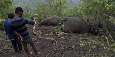 Une tuerie ou la foudre? Mystère après la découverte de 18 éléphants morts en Inde