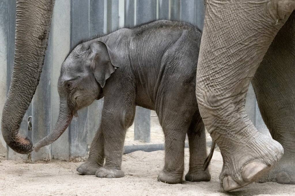 Un éléphanteau d'Asie est né dans une réserve naturelle de l'Allier