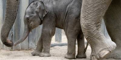 Un éléphanteau d'Asie est né dans une réserve naturelle de l'Allier
