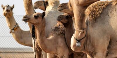 A Dubaï, des chameaux clonés pour gagner courses et concours de beauté