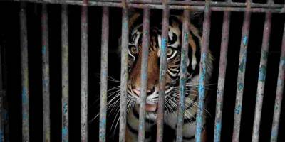 Des lions et des tigres évacués d'Ukraine et transférés en Pologne