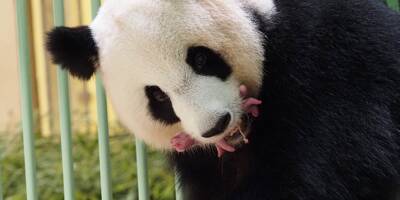 Huan Huan, femelle panda du zoo de Beauval, a donné naissance à deux petites jumelles