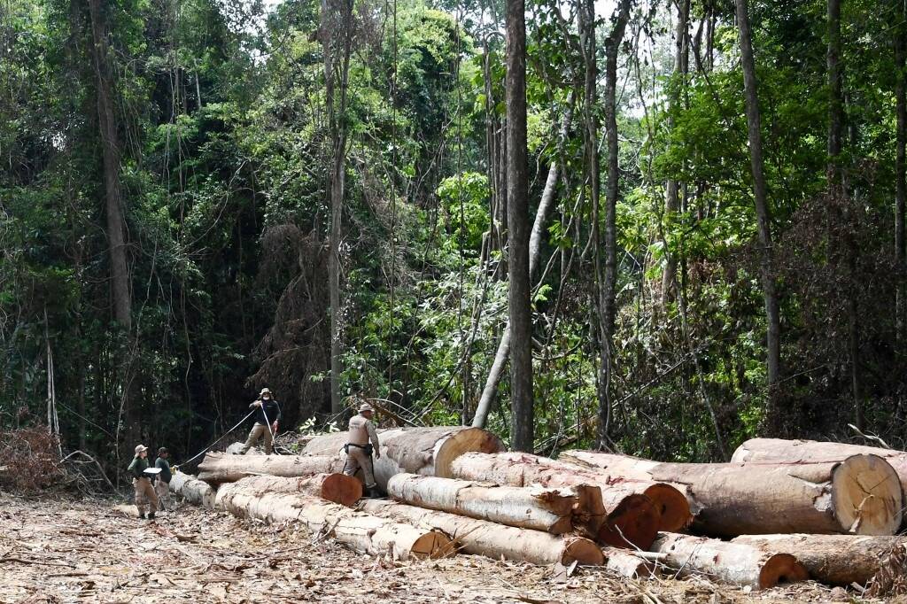 Une "baisse significative": le rythme de la déforestation de l'Amazonie brésilienne à son plus bas niveau depuis neuf ans