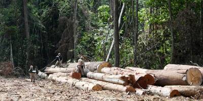 La déforestation des écosystèmes au Brésil en hausse de 20% en 2021