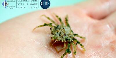 Des scientifiques ont réussi à maîtriser la reproduction de la grande araignée de Méditerranée