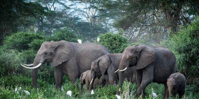 Les éléphants s'appellent entre eux avec un nom, selon une étude publiée dans Nature