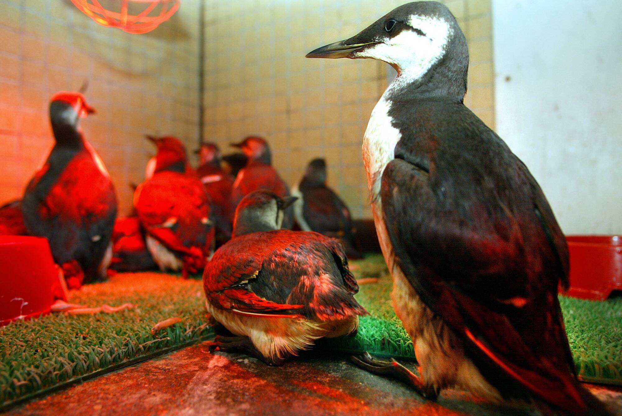 Une seule vague de chaleur a anéanti des millions d'oiseaux marins en Alaska