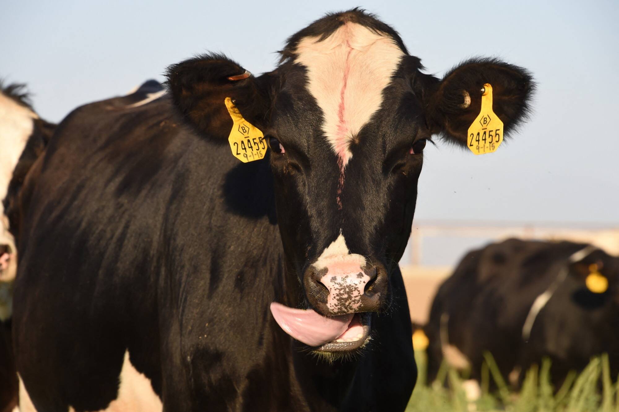 Un éleveur condamné à une énorme amende pour "le bruit et l'odeur" de ses vaches, vaste élan de solidarité dans l'Oise