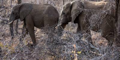 Il descend de voiture pour prendre des photos: un touriste espagnol piétiné à mort par des éléphants