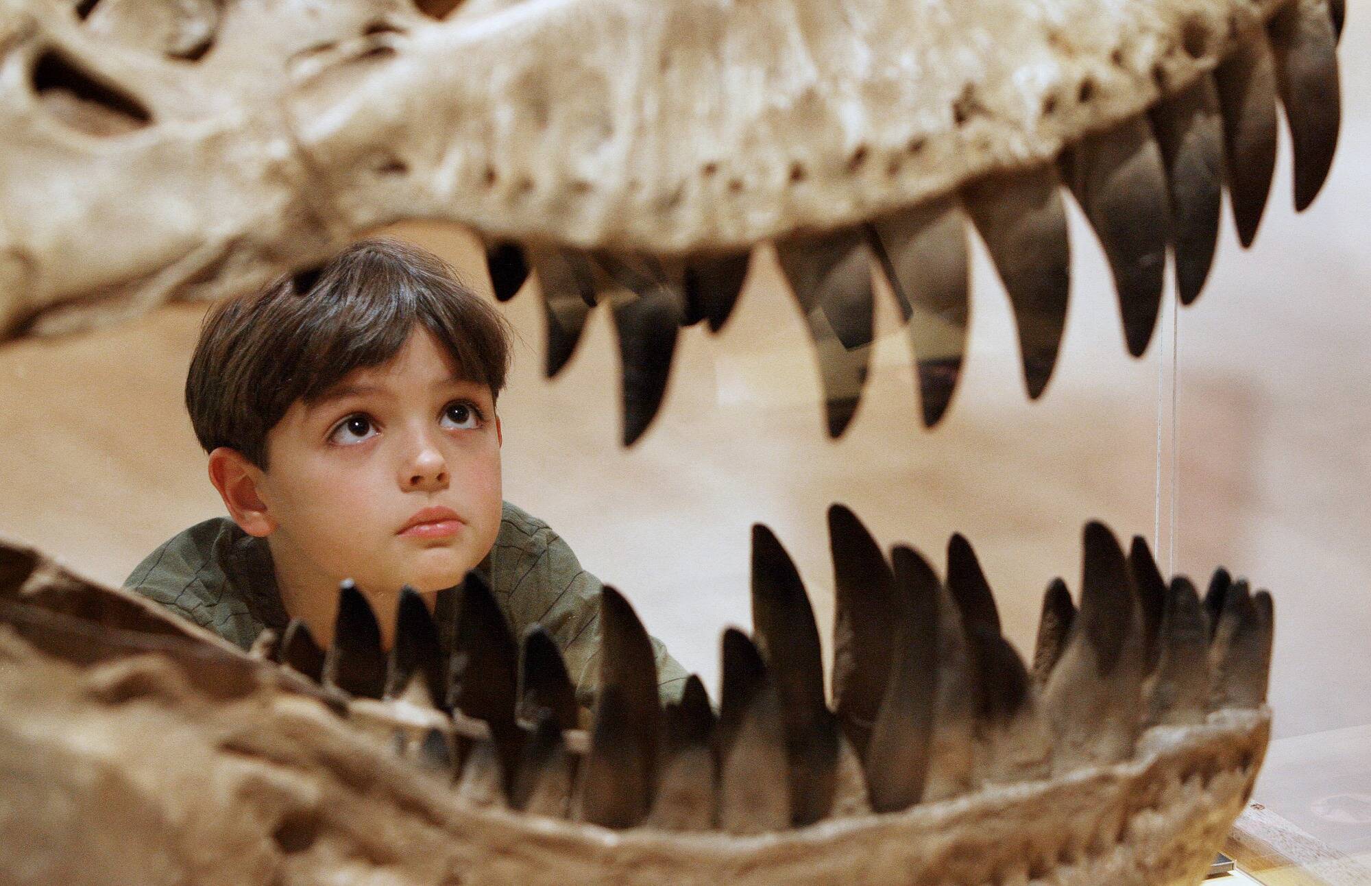 O maior dente de um réptil pré-histórico gigante descoberto no Brasil