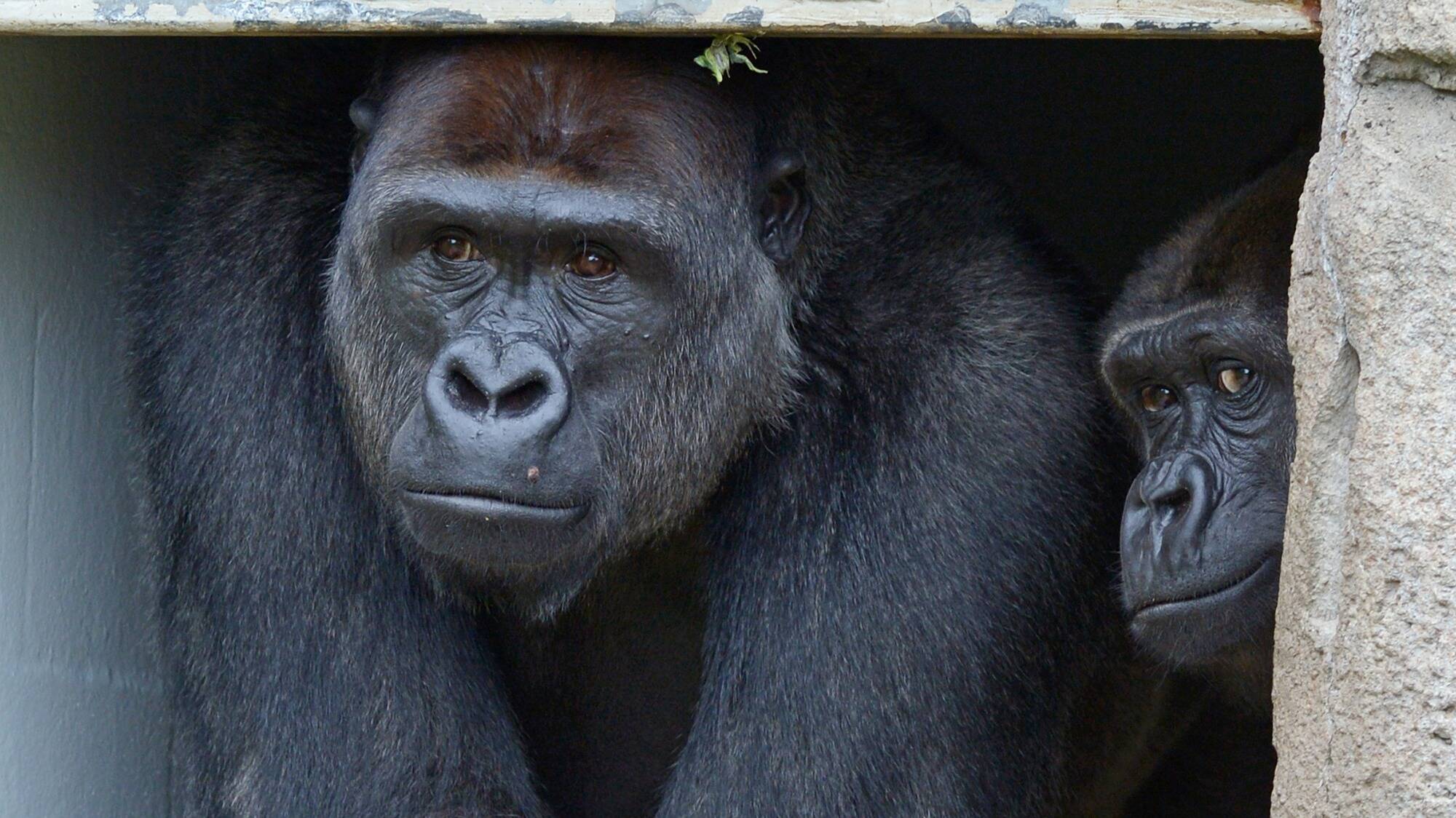 Comme les humains, les chimpanzés pleurent la mort de leurs proches