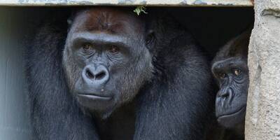 Des gorilles du zoo de San Diego aux Etats-Unis testés positifs au Covid-19