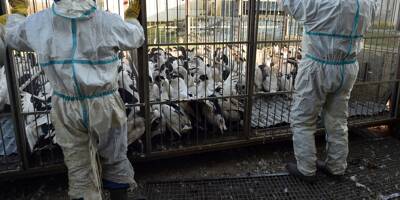 Grippe aviaire H5N8: pas de risque connu 