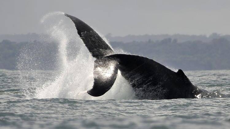 "J'ai cru qu'elle m'avait avalé": une baleine engloutit un kayakiste puis le recrache
