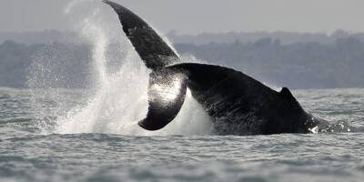 Une baleine à bosse de sept mètres aperçue dans l'estuaire de la Rance en Bretagne