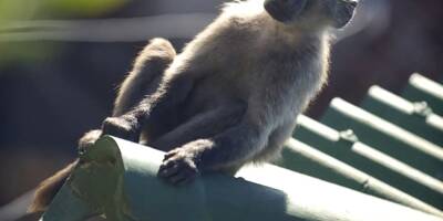 Fin de cavale pour un babouin sans foi ni loi d'un coin idyllique d'Afrique du Sud