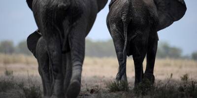Des éléphants en excursion traversent les villes et pillent les récoltes en Chine